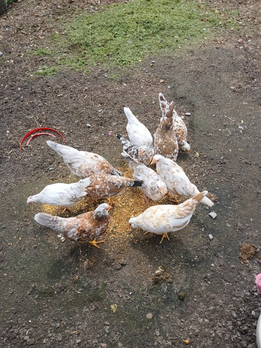 Bantams - Image 2