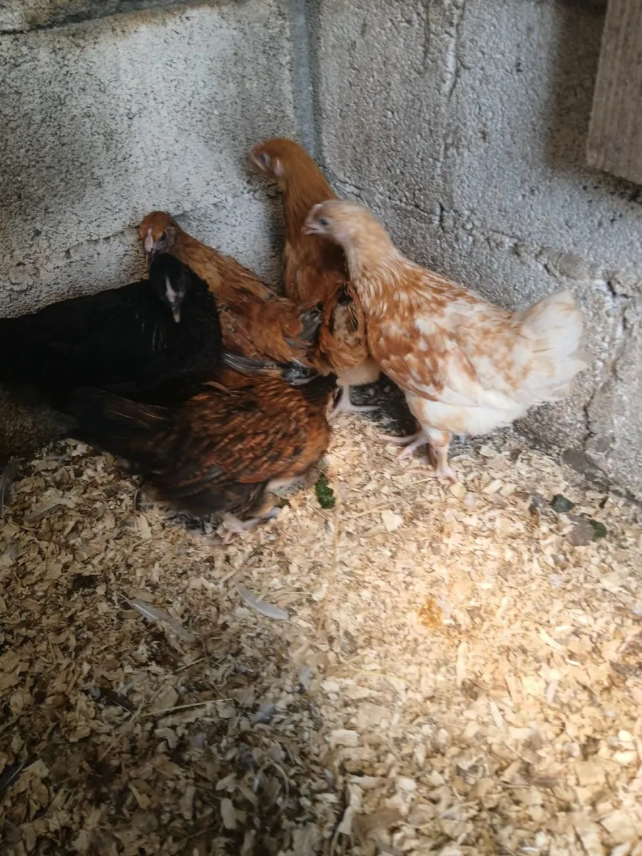 Bantams - Image 3