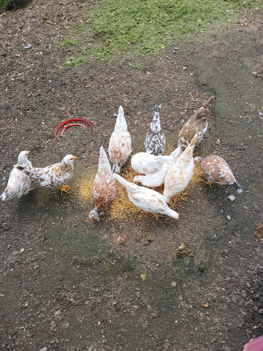 Bantams - Image 4