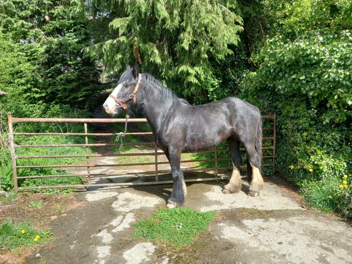 Cob Filly - Image 2