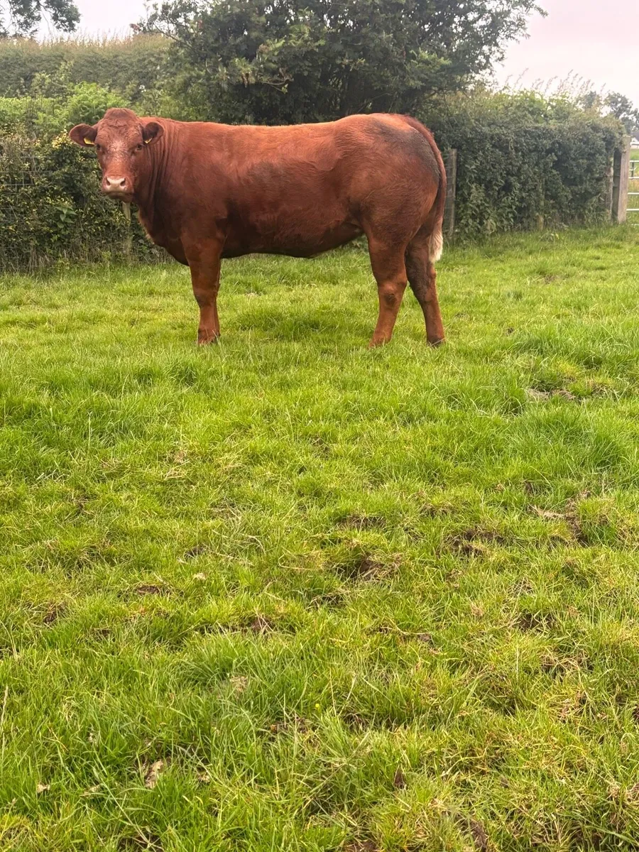 Incalf Heifers - Image 4
