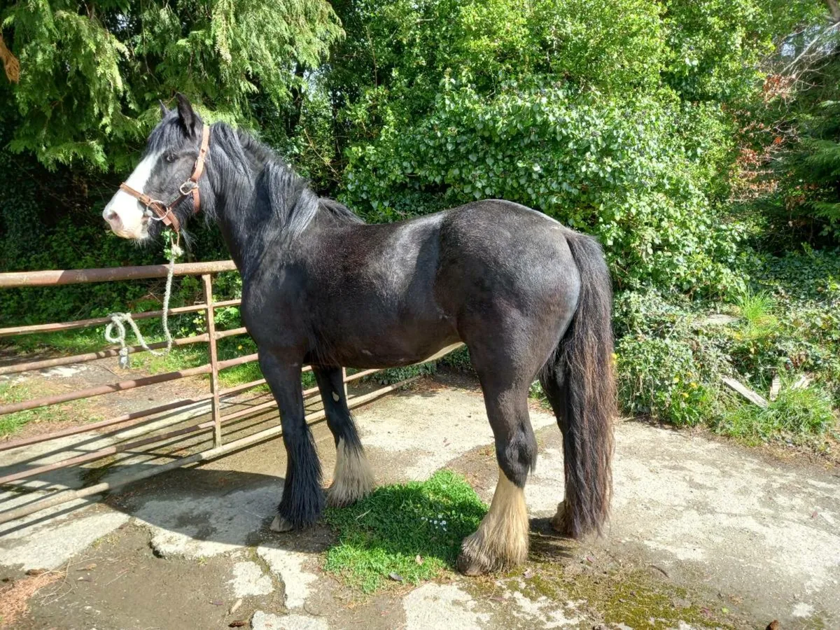 Cob Filly - Image 1