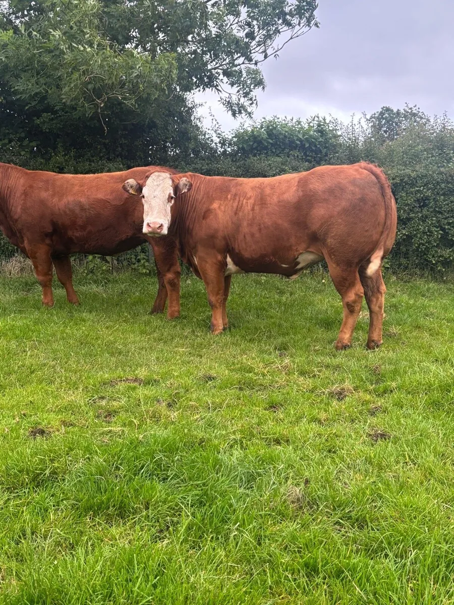 Incalf Heifers - Image 3