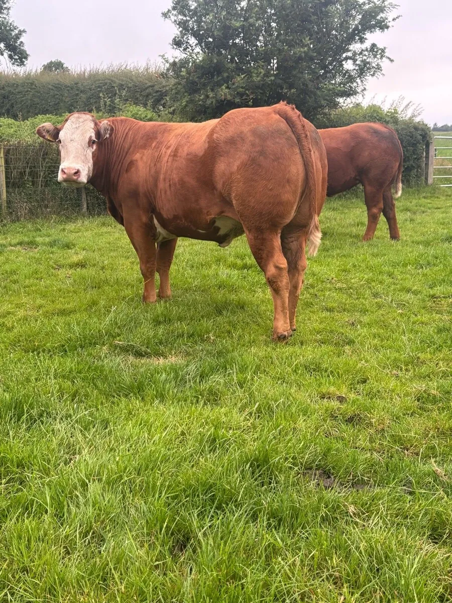 Incalf Heifers - Image 1