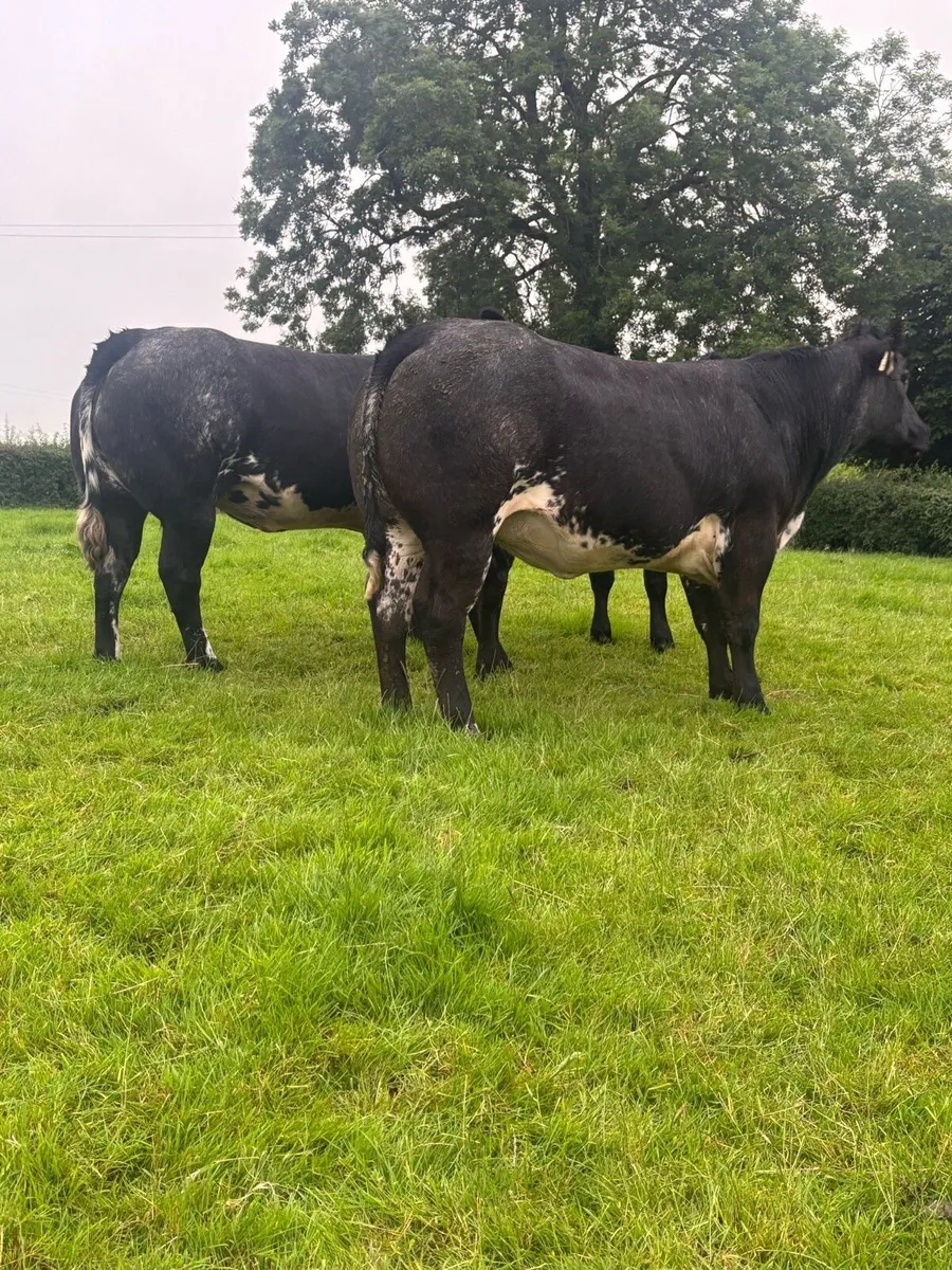 ‼️‼️ Smashing Heifers ‼️‼️ - Image 1