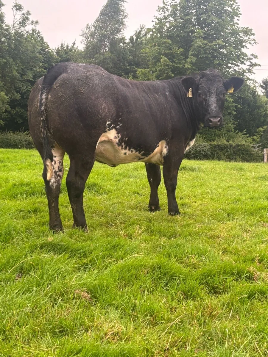 ‼️‼️ Smashing Heifers ‼️‼️ - Image 3