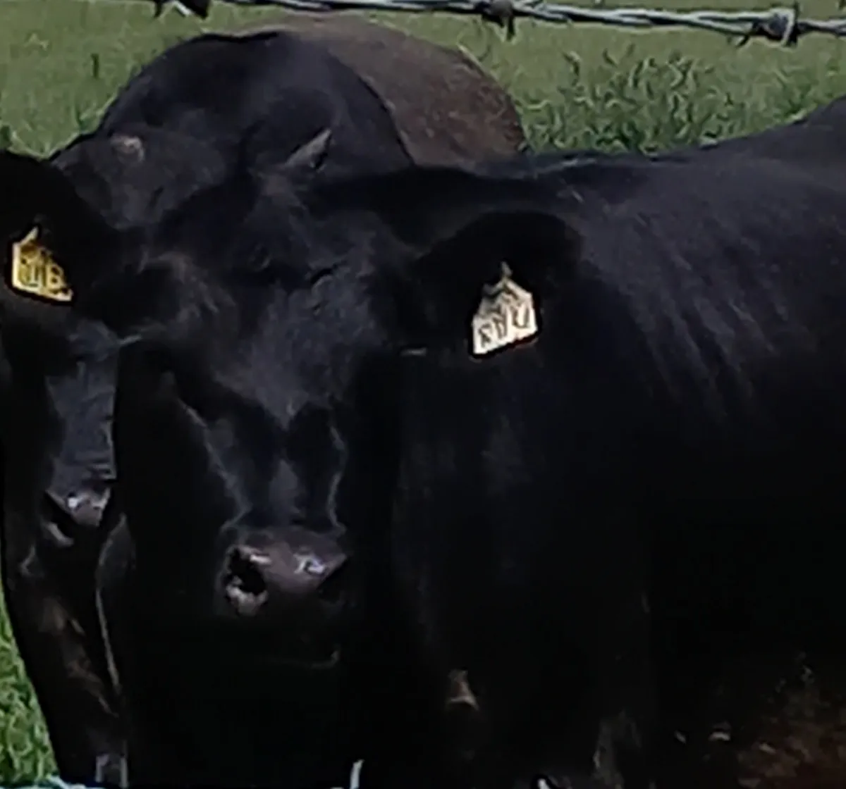 Aberdeen angus bulls - Image 2