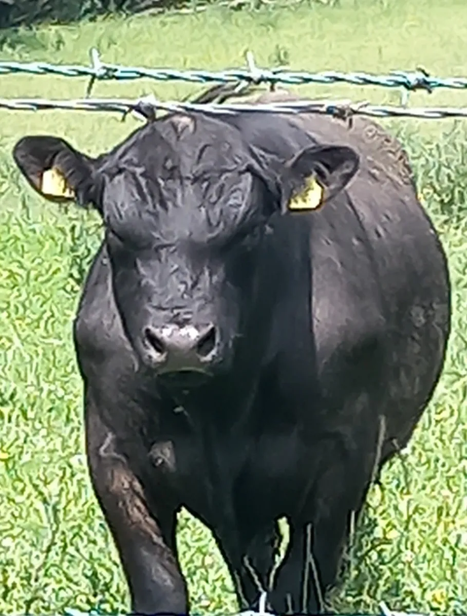 Aberdeen angus bulls - Image 1