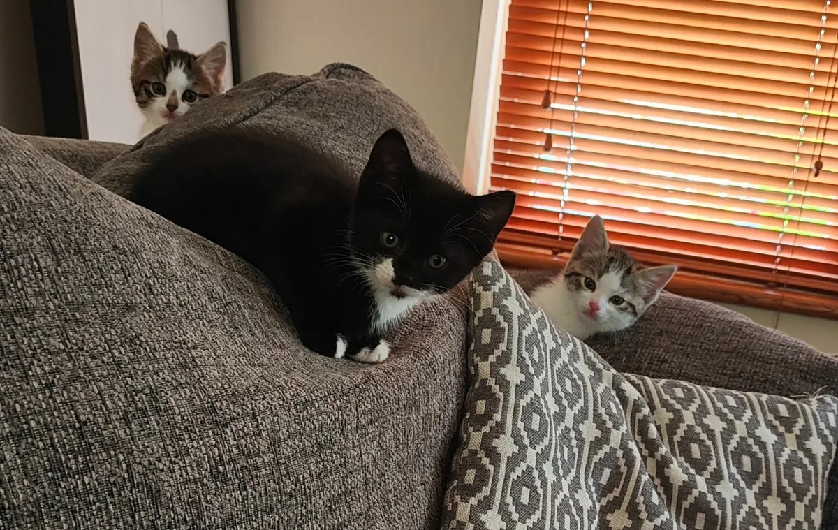 Kittens - Image 1