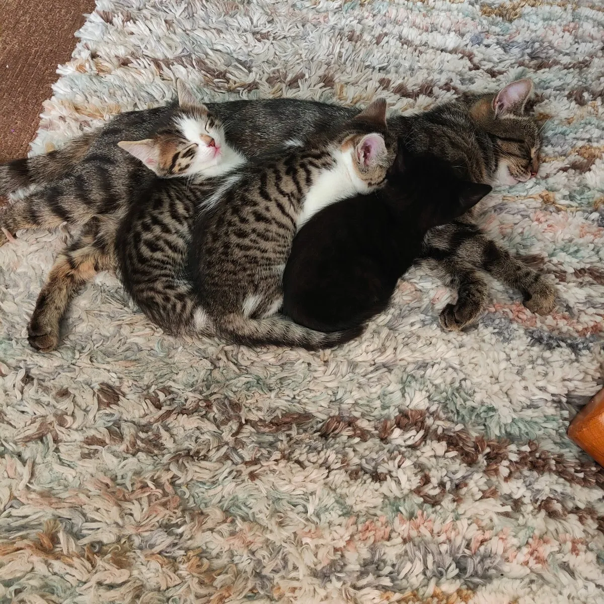 Kittens - Image 4