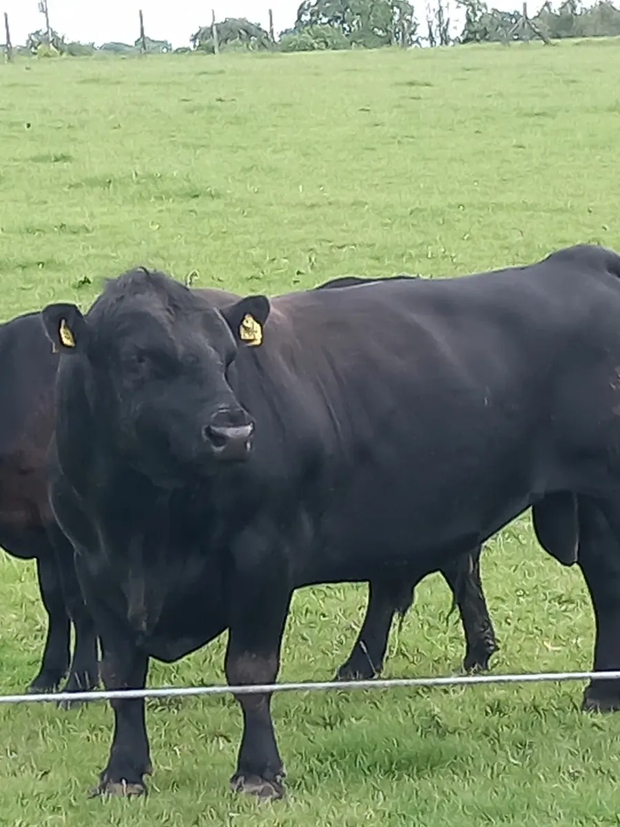 Aberdeen angus bulls - Image 3