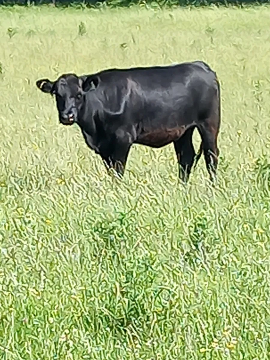 Aberdeen angus bulls - Image 4