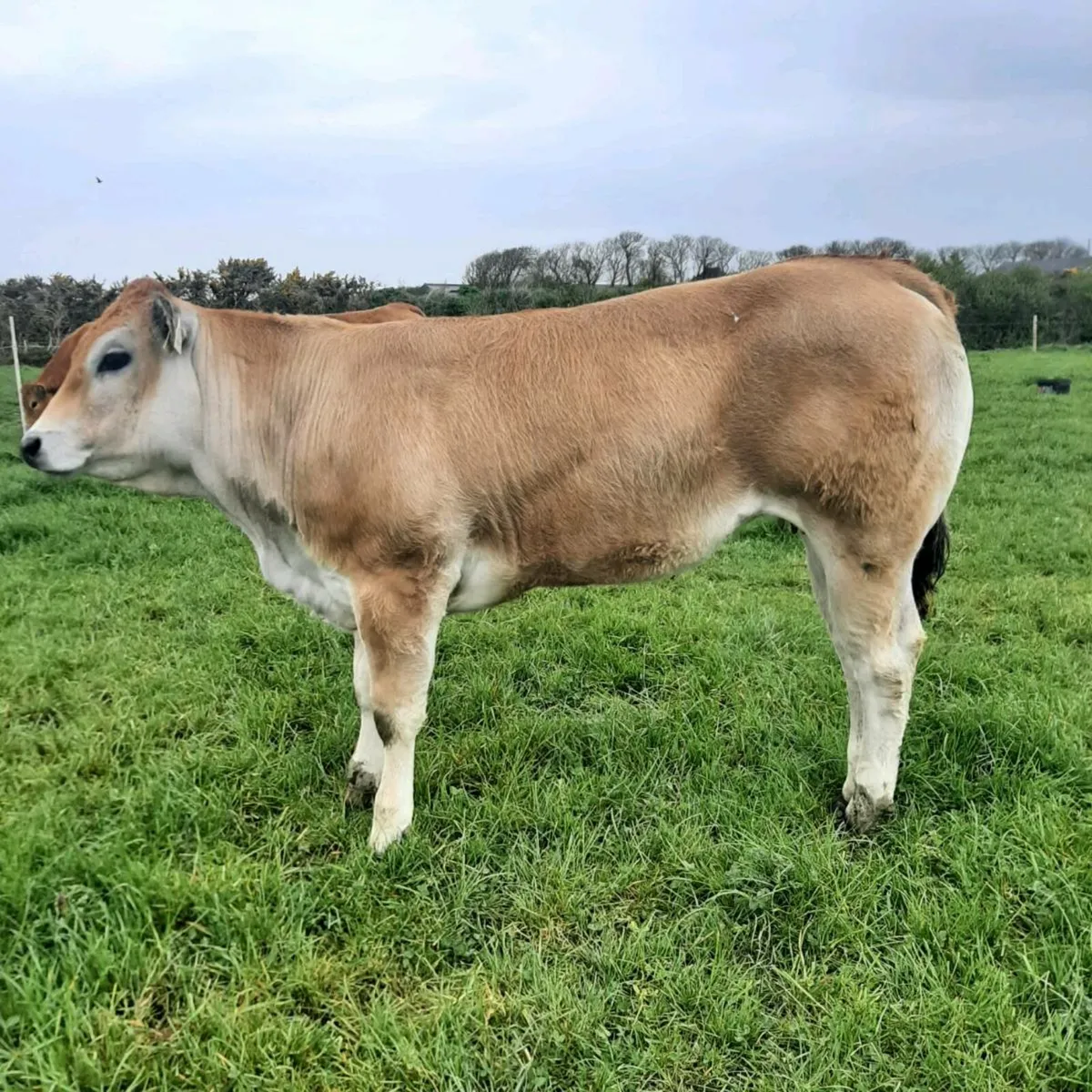 Parthenaise heifers - Image 1