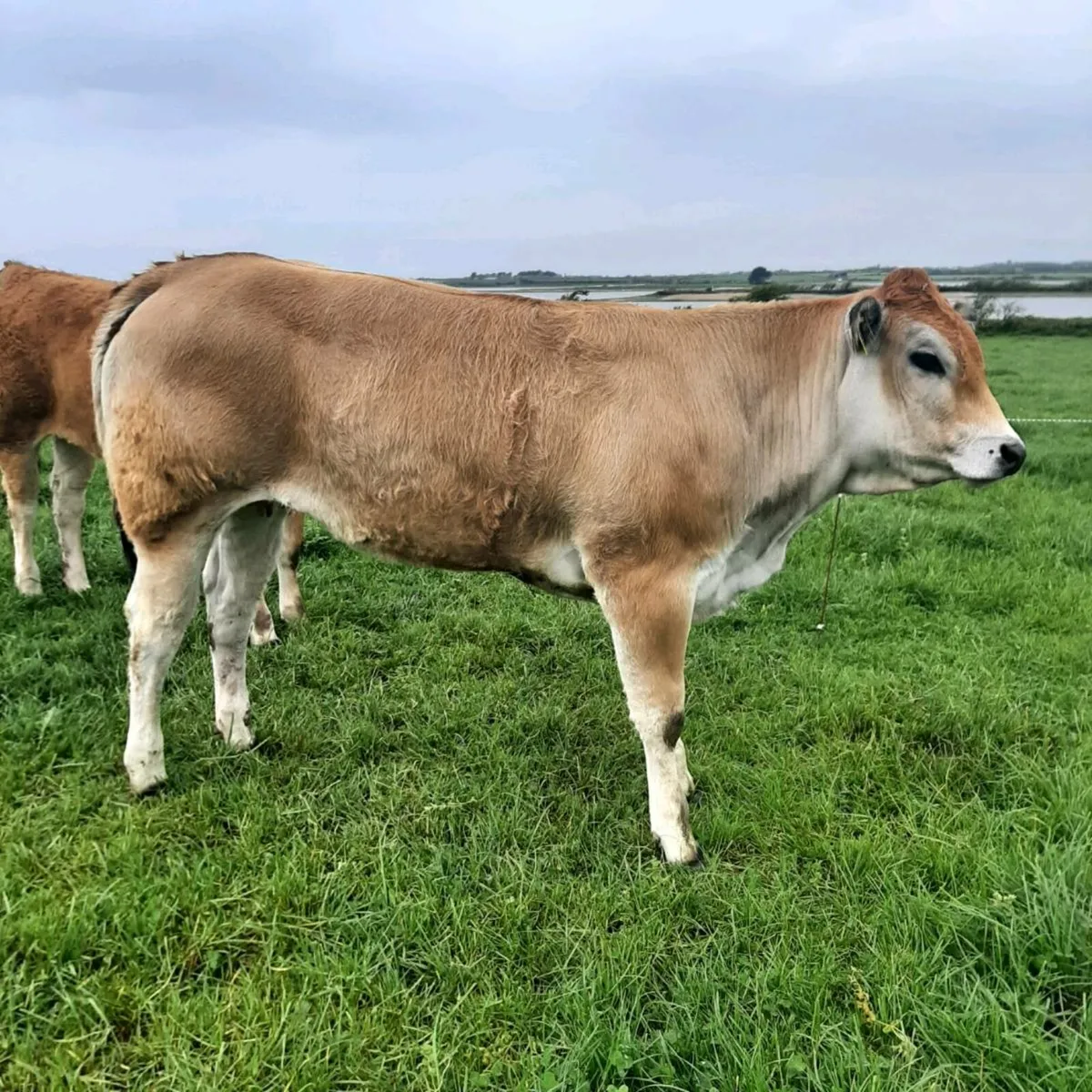 Parthenaise heifers - Image 2