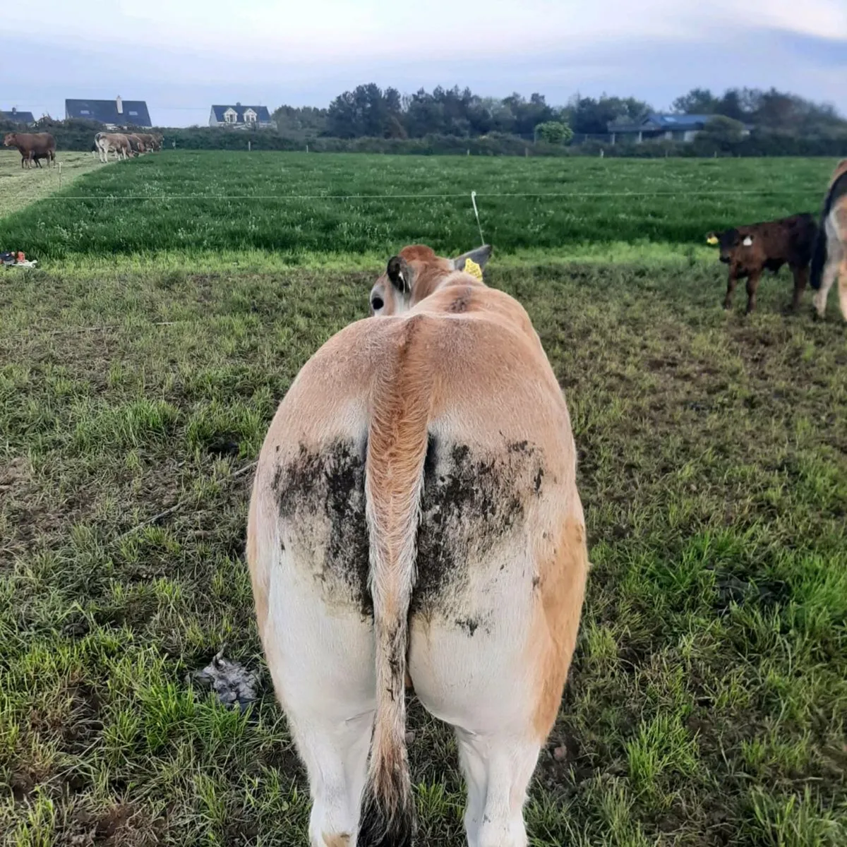 Parthenaise heifers - Image 3