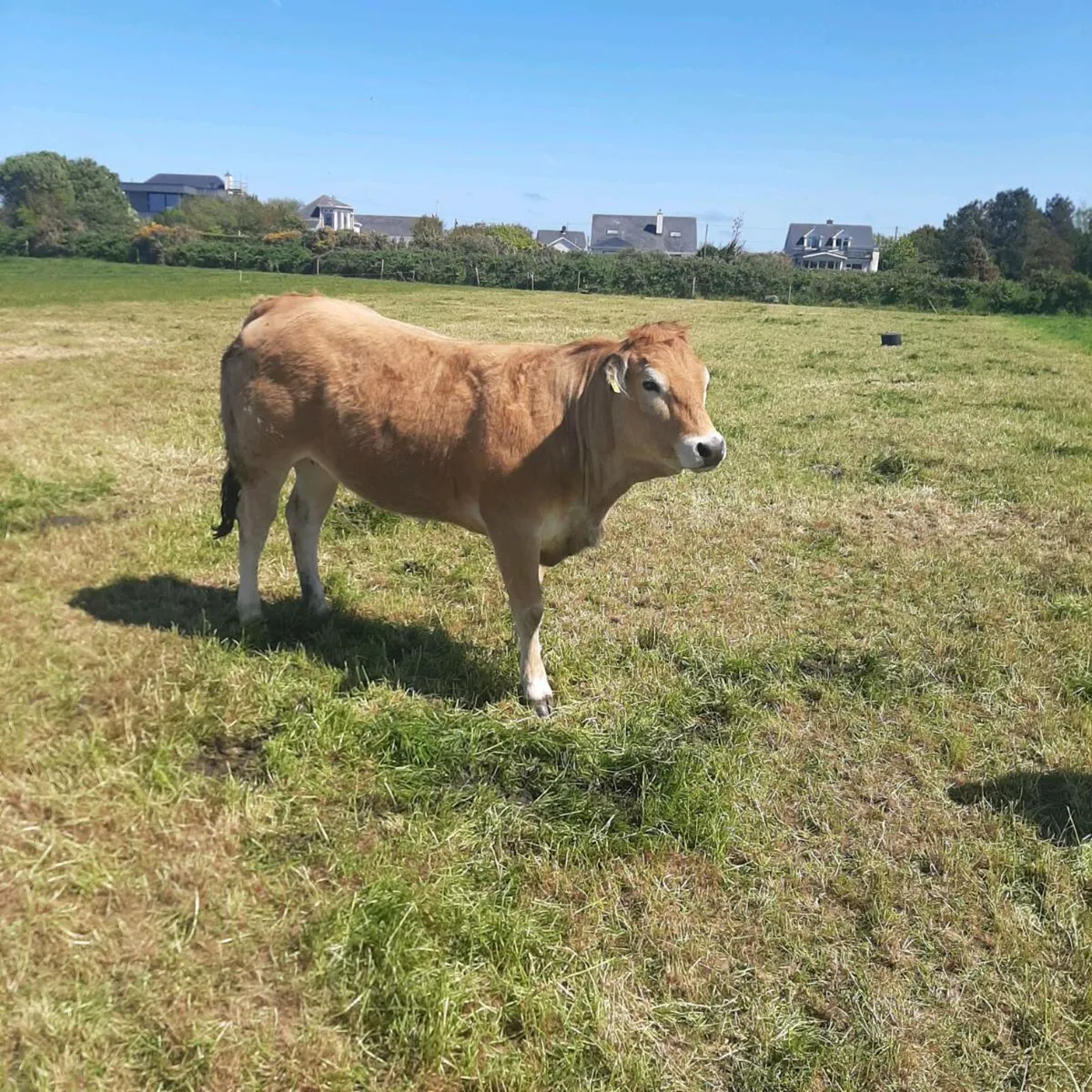Parthenaise heifers - Image 4