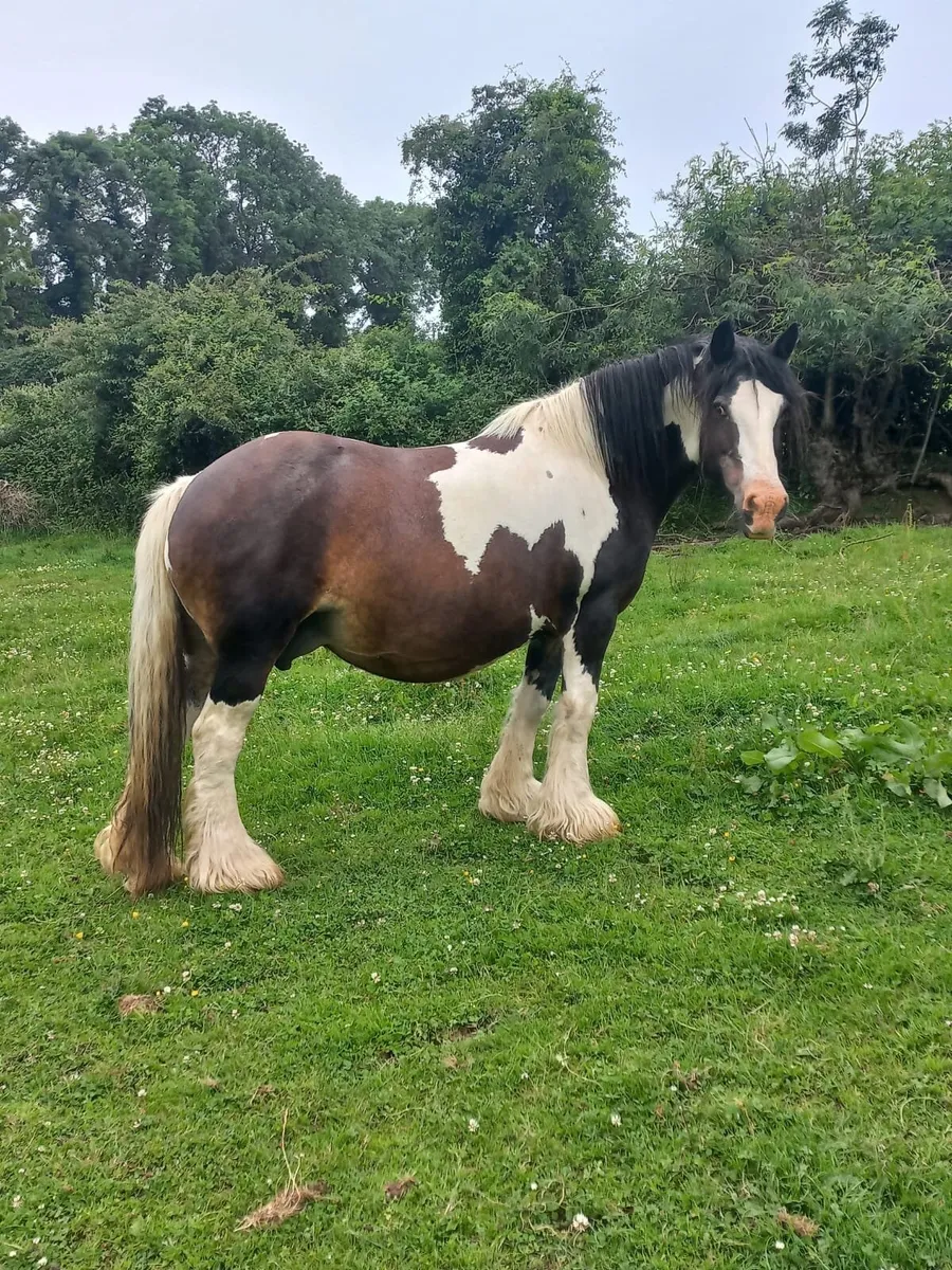HEAVY COB MARE - Image 1