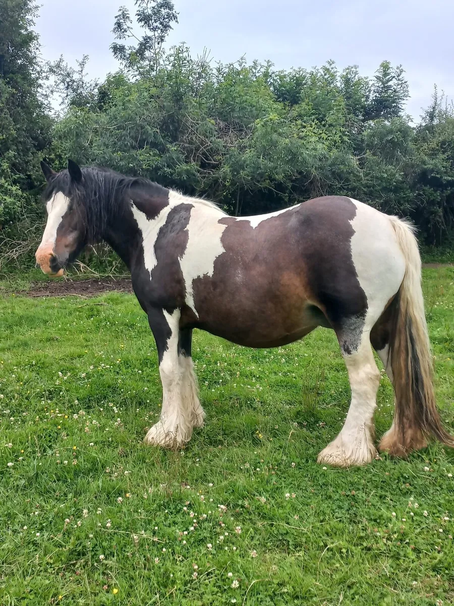 HEAVY COB MARE - Image 2