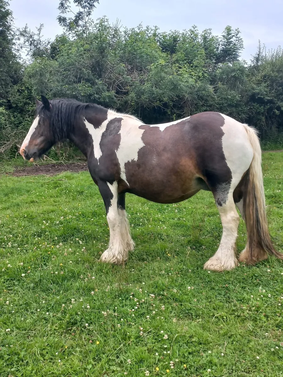 HEAVY COB MARE - Image 3