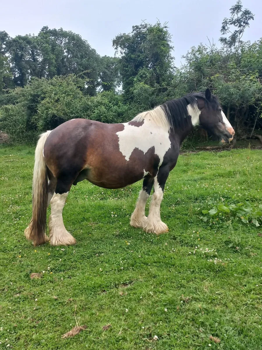 HEAVY COB MARE - Image 4