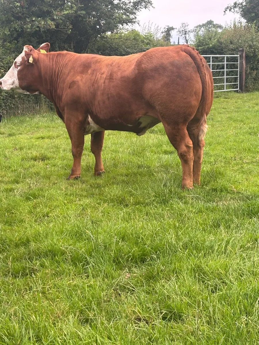 Incalf Heifers - Image 2
