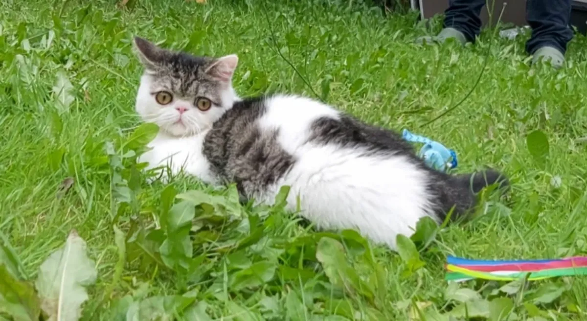 Exotic persian kitten (can deliver) - Image 1