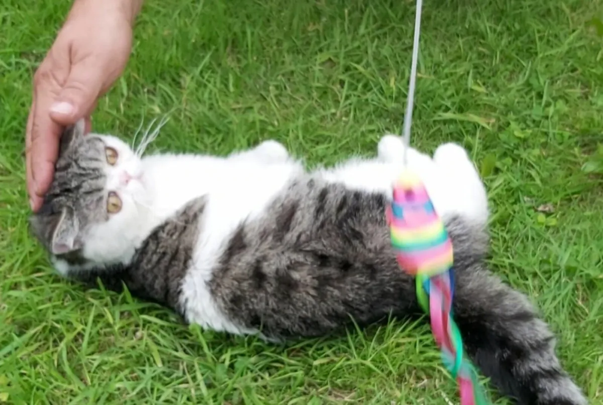 Exotic persian kitten (can deliver) - Image 3