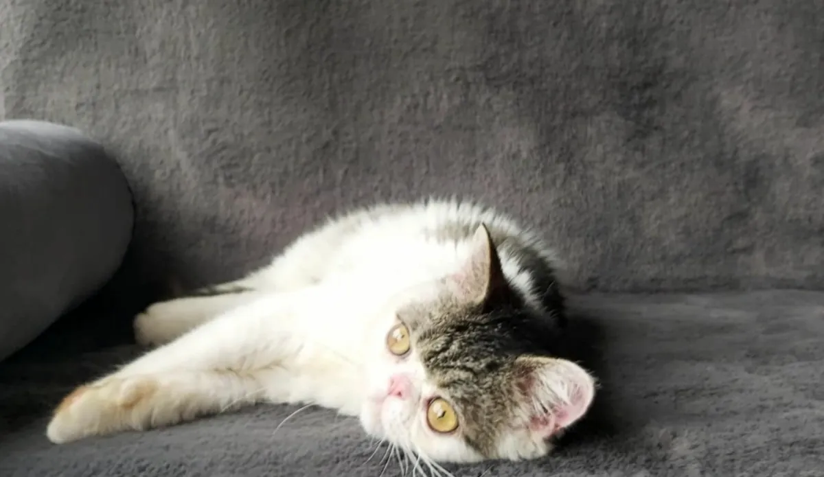 Exotic persian kitten (can deliver) - Image 4