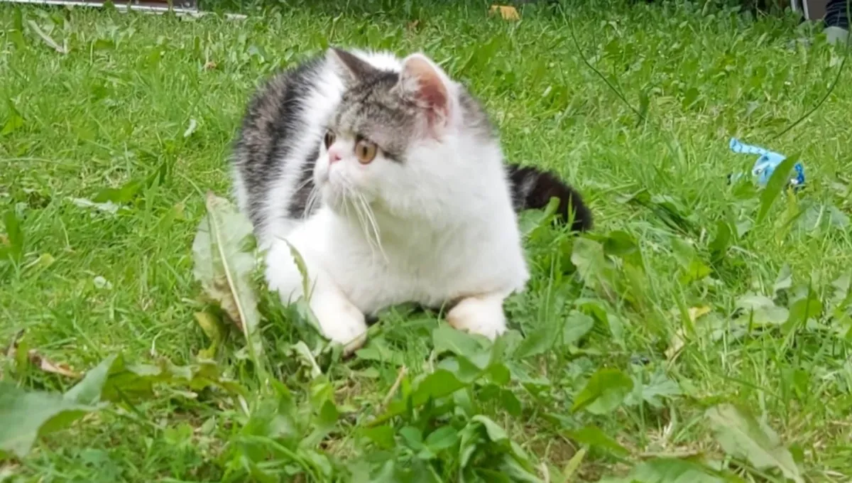 Exotic persian kitten (can deliver) - Image 3