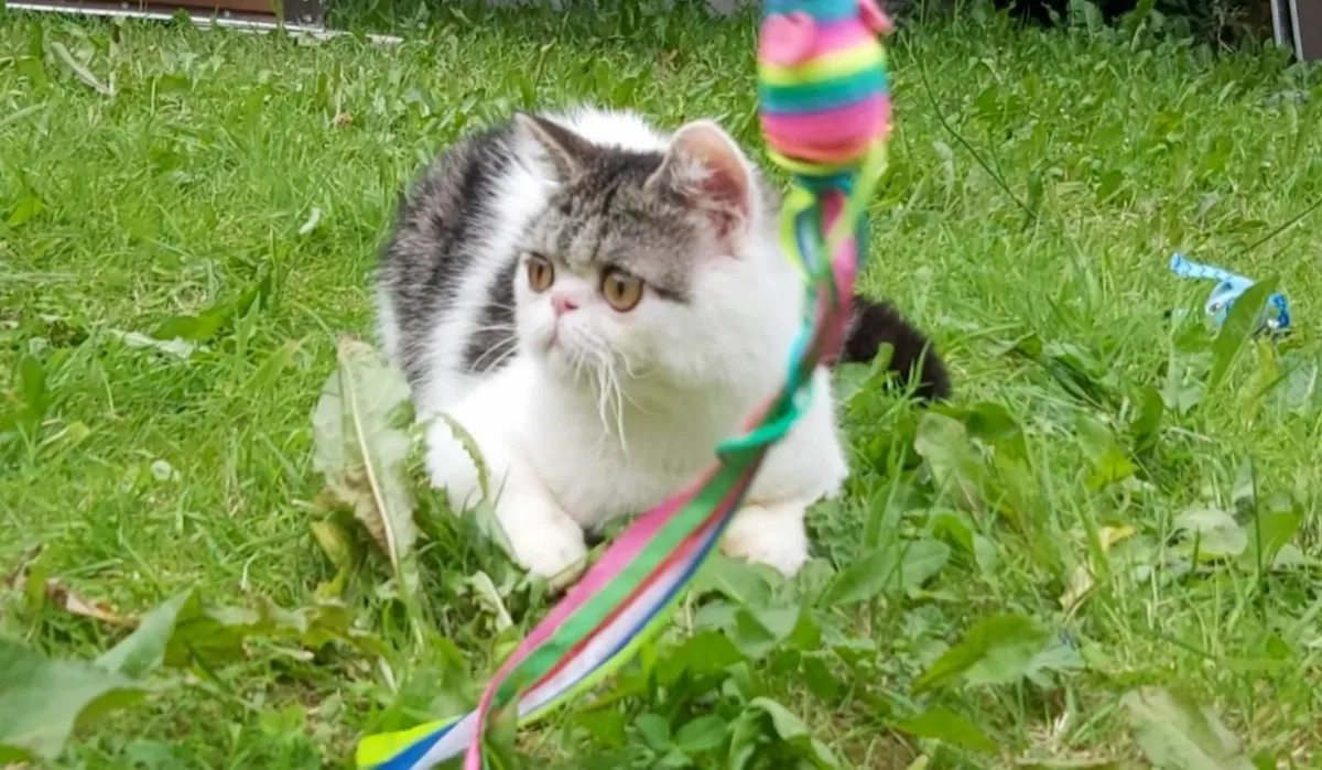 Exotic persian kitten (can deliver) - Image 1