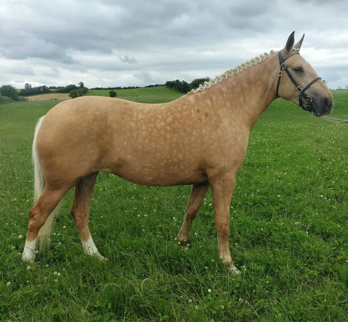 LOT 642 FOR GORESBRIDGE 4TH JULY - Image 1