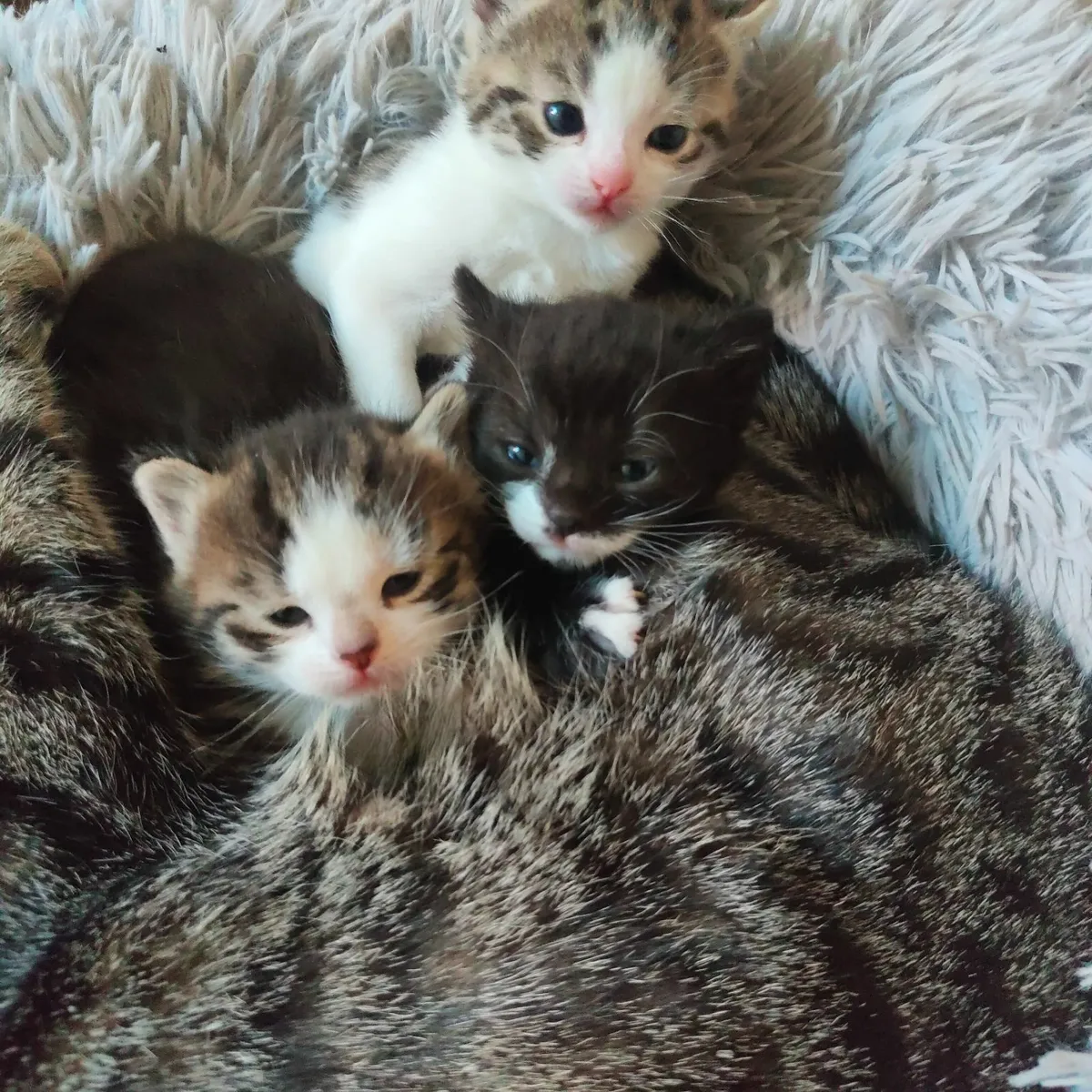 Kittens - Image 2