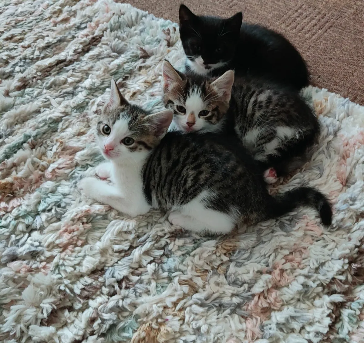 Kittens - Image 3