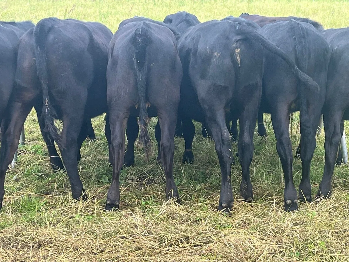 Yearling heifers - Image 1