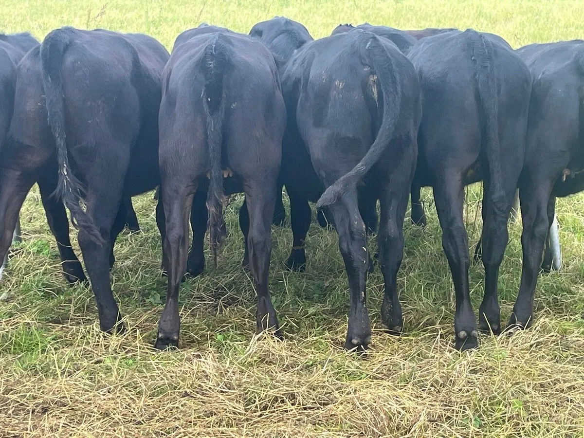 Yearling heifers - Image 2