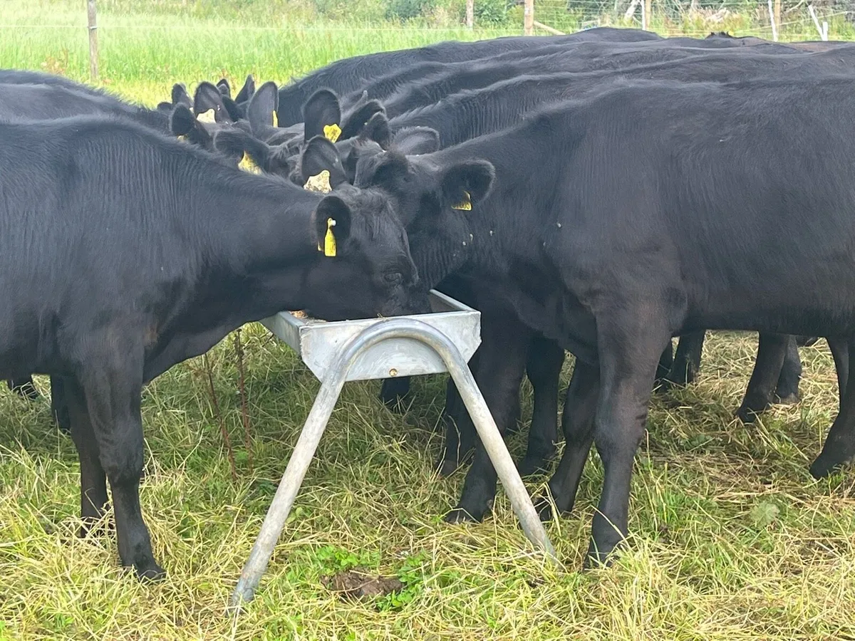 Yearling heifers - Image 3