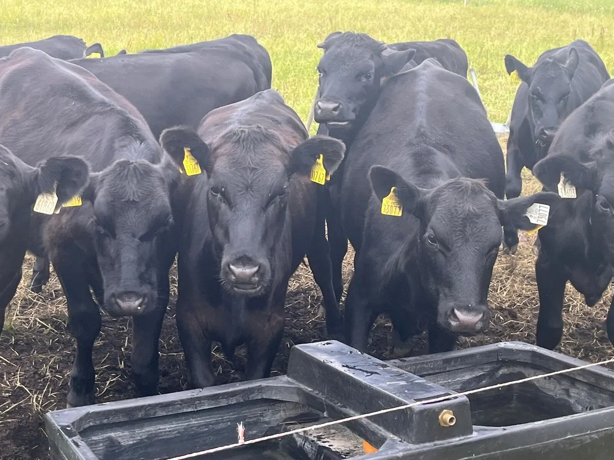 Yearling heifers - Image 4