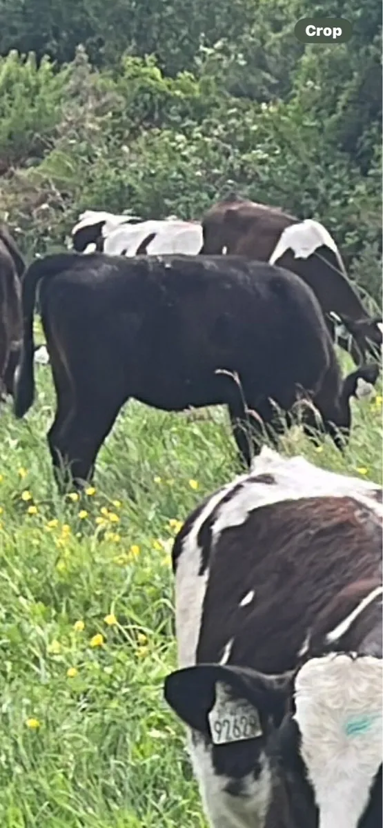 Super Angus and Hereford heifer runners - Image 2