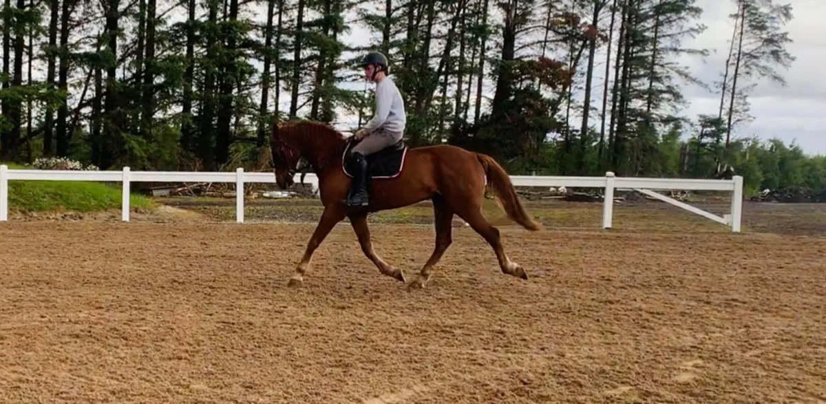 5 yr old Gelding - Image 2