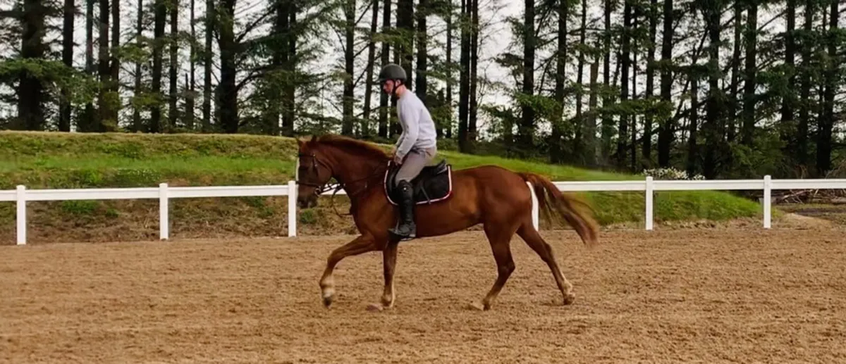 5 yr old Gelding - Image 3