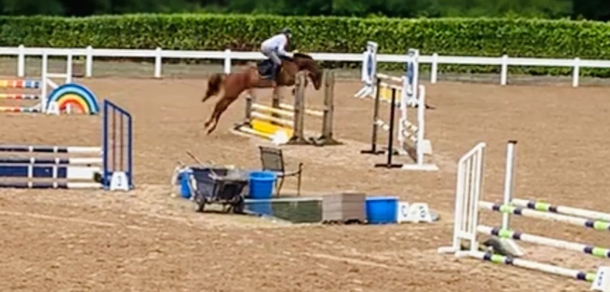 5 yr old Gelding - Image 4