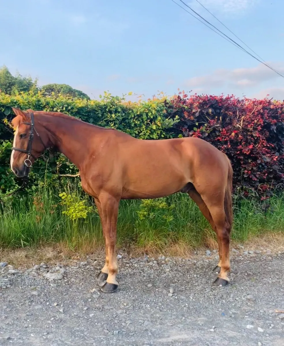 5 yr old Gelding - Image 1