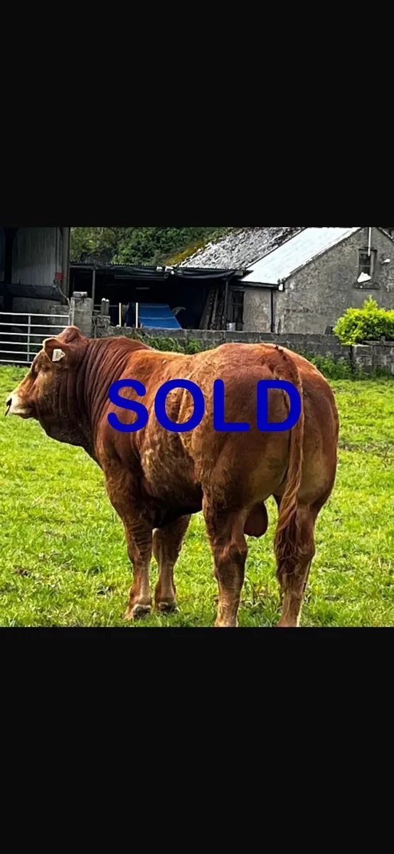 Pedigree Limousin Bull - Image 1