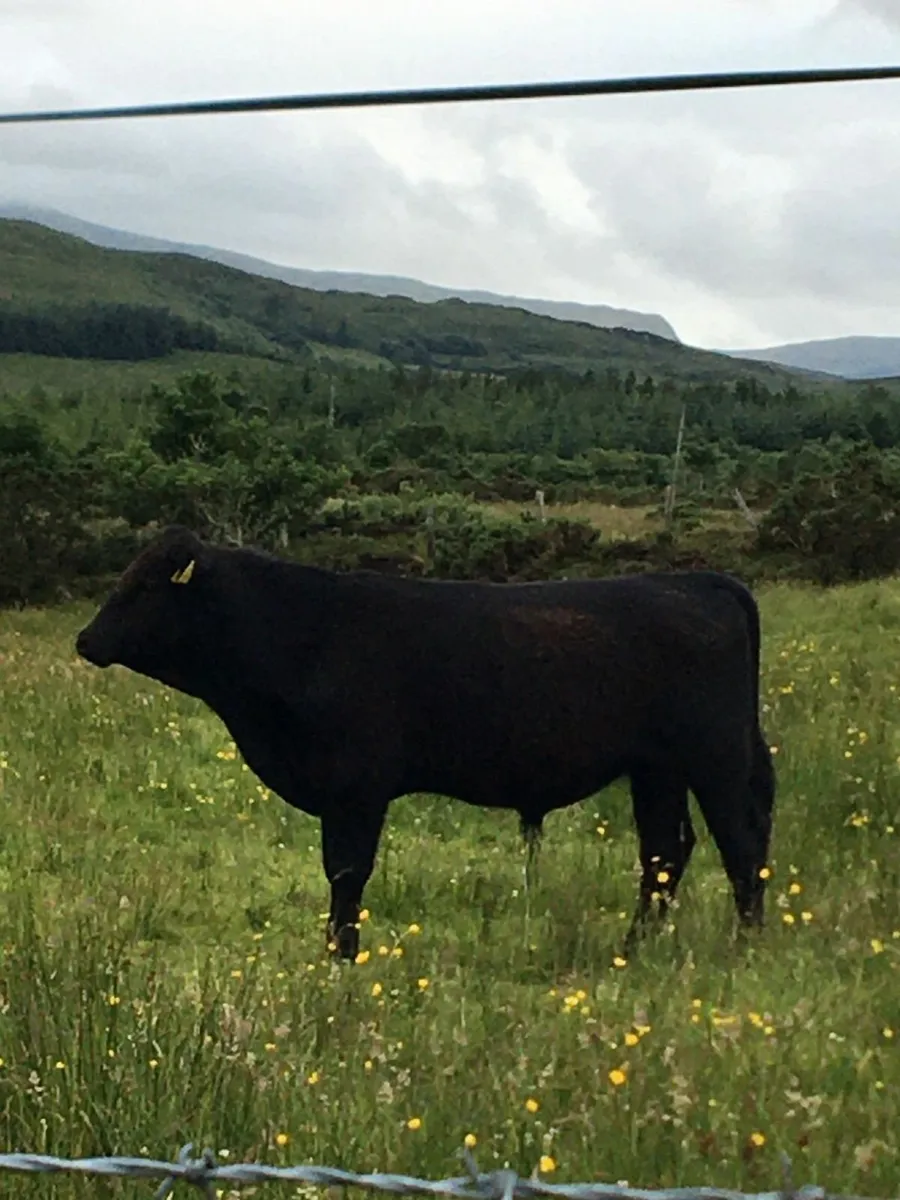 Pedigree angus bull - Image 1