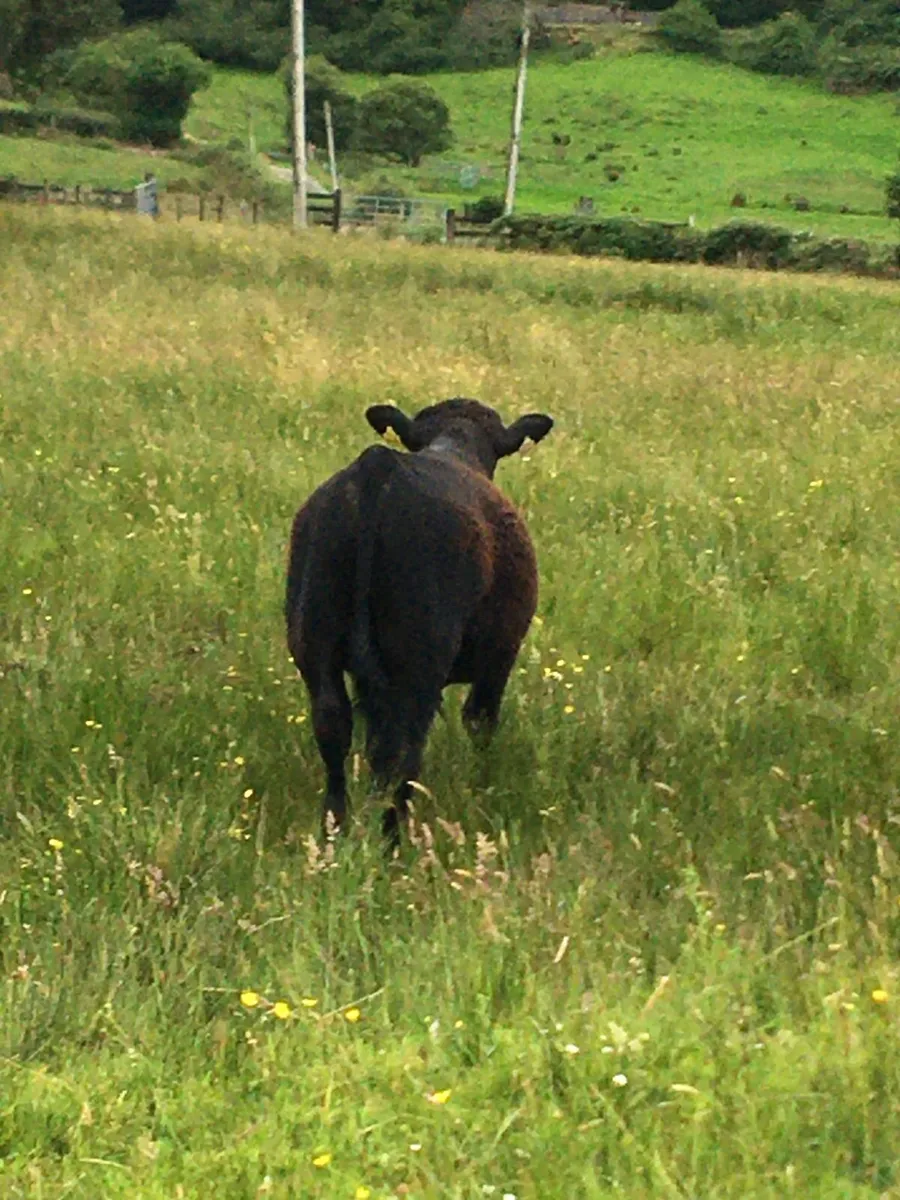 Pedigree angus bull - Image 2