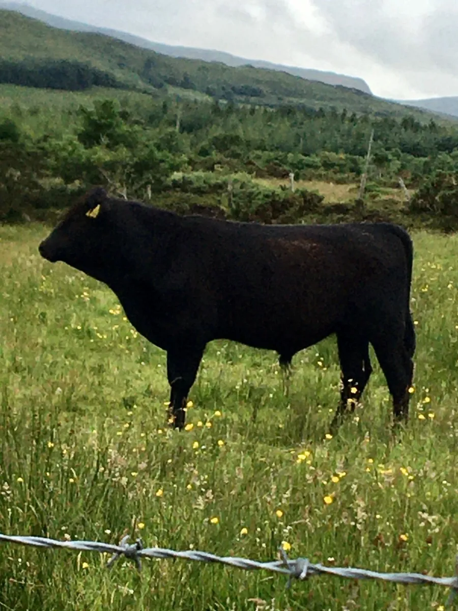 Pedigree angus bull - Image 3