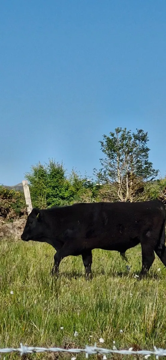 Pedigree angus bull - Image 4