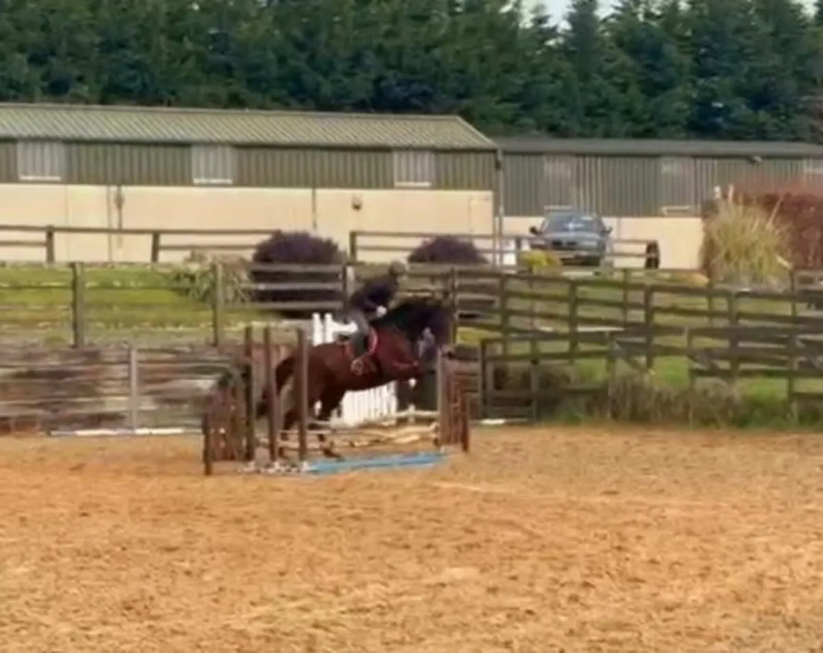 6 year old unraced thoroughbred gelding - Image 2