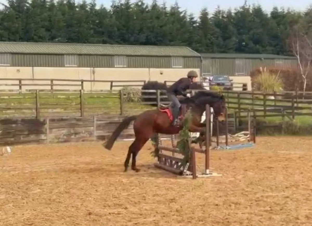 6 year old unraced thoroughbred gelding - Image 3