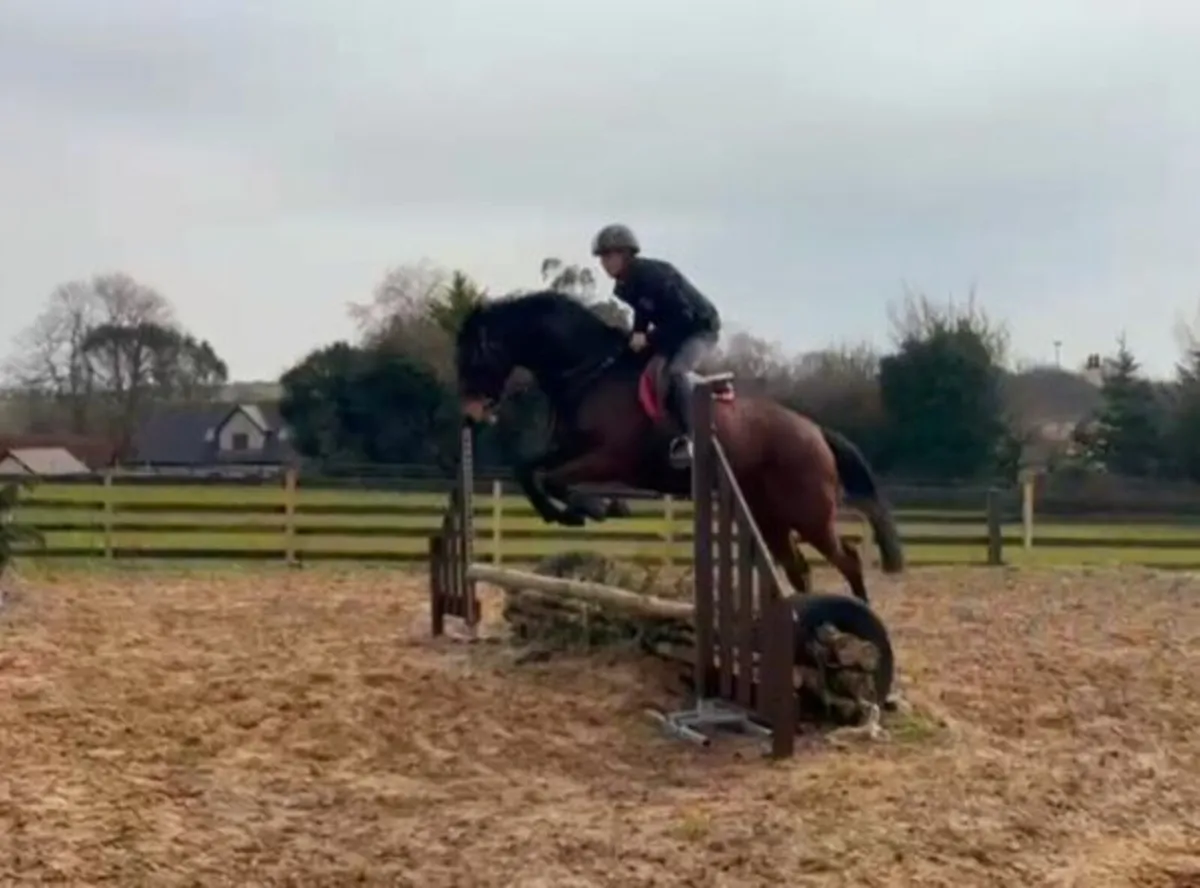 6 year old unraced thoroughbred gelding - Image 4